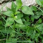 Polygonum persicaria Leaf