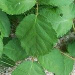 Rubus vestitus Lapas