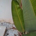 Ravenala madagascariensis Likasa