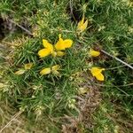 Ulex gallii Fiore