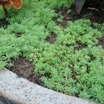 Sedum hispanicum पत्ता