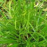 Carex strigosa Leaf