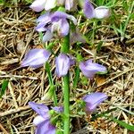 Galega officinalis Flower