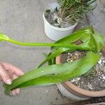 Albuca bracteata List