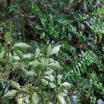 Psychotria biaristata Leaf