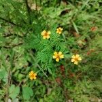 Tagetes tenuifoliaFloare