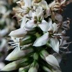 Coutoubea spicata Çiçek