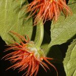 Gurania makoyana Flower
