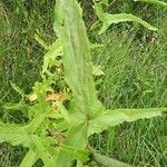 Rumex abyssinicus Hoja