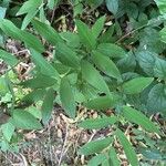 Polygonatum biflorum Blad