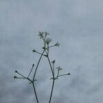 Galium pumilum Fleur