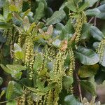 Quercus rehderiana Flor