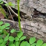 Thalictrum dioicum Hoja