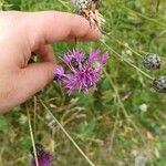 Centaurea scabiosaFlor