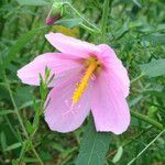 Kosteletzkya pentacarpos Fleur