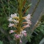 Myricaria germanica Blüte
