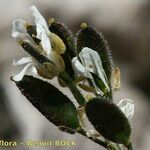 Draba dubia Fruto