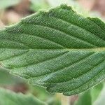 Galeopsis segetum Leaf