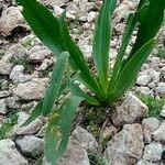 Pancratium illyricum Hoja