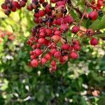 Photinia arbutifolia Frukt