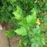 Hibiscus syriacusBlatt