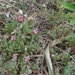 Platycapnos spicata 葉