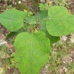 Populus tremuloides Лист