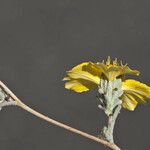 Calycadenia truncata Fleur