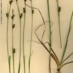 Carex hostiana Άλλα