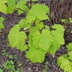 Rubus parviflorus Levél