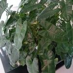 Philodendron burle-marxii Leaf