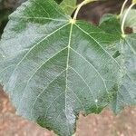 Tilia × euchlora Leaf