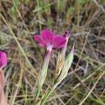 Dianthus scaber Blomst