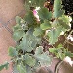 Kalanchoe beharensis पत्ता