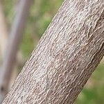 Wisteria sinensis Bark