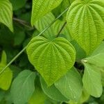 Dioscorea villosa Leaf