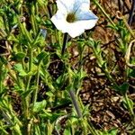 Petunia axillaris Kvet