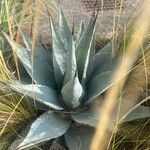 Agave havardiana 叶