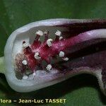 Arisarum proboscideum Blüte