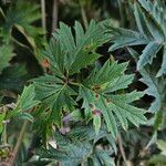 Rubus nemoralis Levél