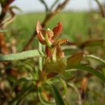 Ludwigia hyssopifolia Habit