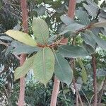 Ficus rubiginosa برگ