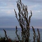 Verbascum lychnitis Leaf