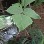 Mucuna pruriens पत्ता