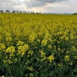 Brassica napus Habit