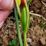 Gagea fragifera 葉