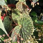 Begonia chlorosticta 葉