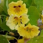 Tropaeolum majus Fleur