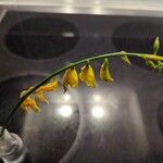 Genista aetnensis Flower