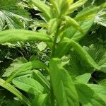 Spiraea salicifolia 葉